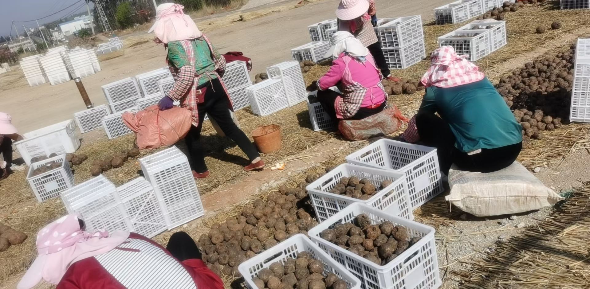 魔芋种子  批发基地花魔芋一代二代种子提供技术合同回收全国发